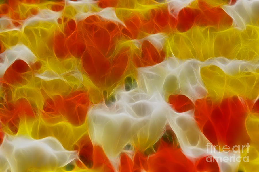 Tulip Photograph - Tulips-6695-Fractal by Gary Gingrich Galleries