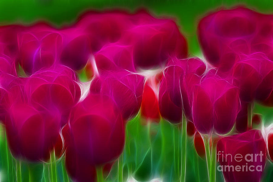 Tulip Photograph - Tulips-6842-Fractal by Gary Gingrich Galleries