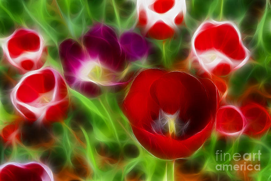 Tulip Photograph - Tulips-6967-Fractal by Gary Gingrich Galleries