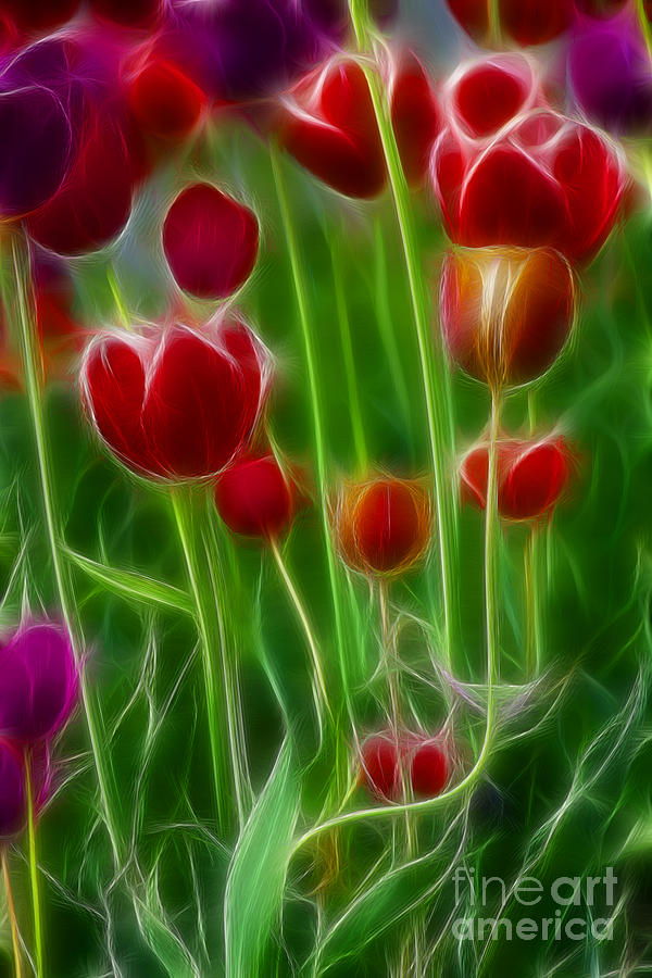 Tulip Photograph - Tulips-6996-Fractal by Gary Gingrich Galleries
