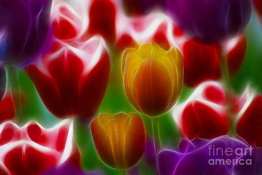 Tulip Photograph - Tulips-7028-Fractal by Gary Gingrich Galleries