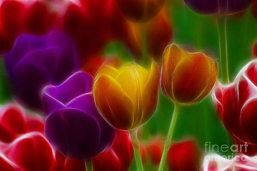 Tulip Photograph - Tulips-7060-Fractal by Gary Gingrich Galleries