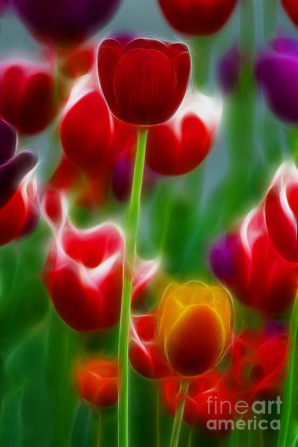 Tulip Photograph - Tulips-7069-Fractal by Gary Gingrich Galleries