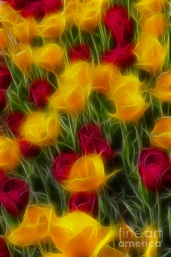Tulip Photograph - Tulips-7108-Fractal by Gary Gingrich Galleries