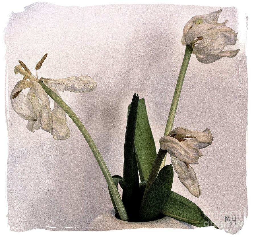 Tulips Abstract Photograph by Marsha Heiken