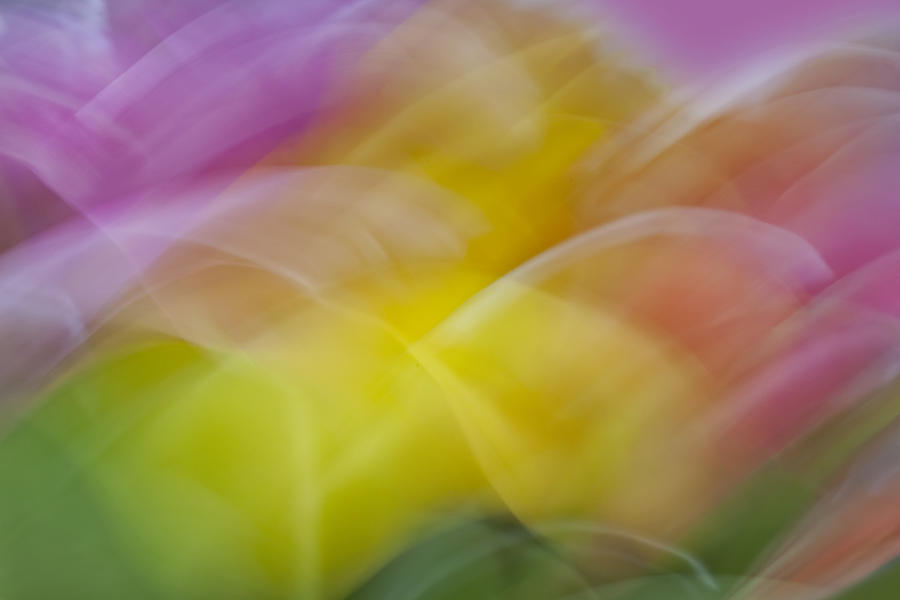 Spring Photograph - Tulips Abstract by Susan Candelario