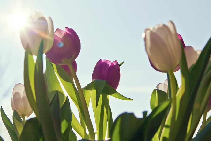 Tulips Against Blue Sky Photograph by Lacaosa