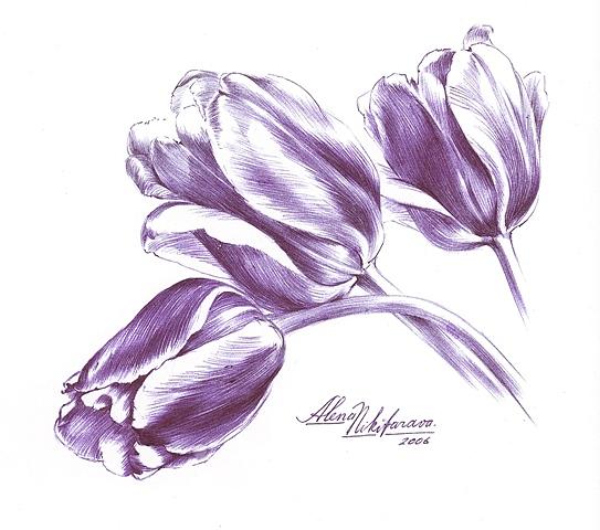 Tulips Drawing by Alena Nikifarava