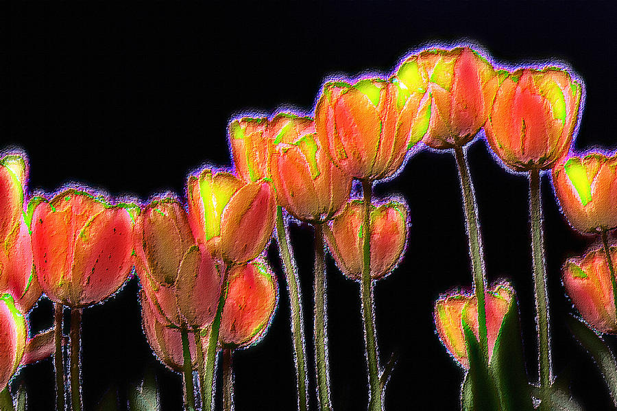 Tulips Photograph by Alexander Fedin