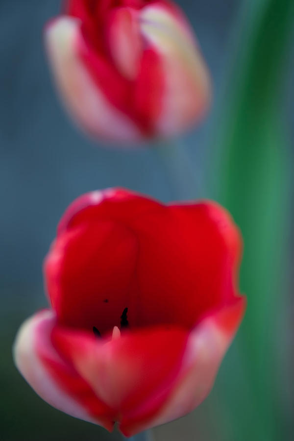 Tulips Photograph by Alex Grichenko