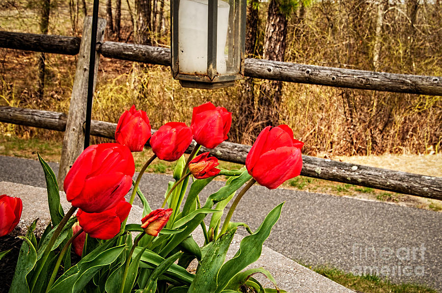 Tulip Photograph - Tulips Along the Walk by Bob and Nancy Kendrick