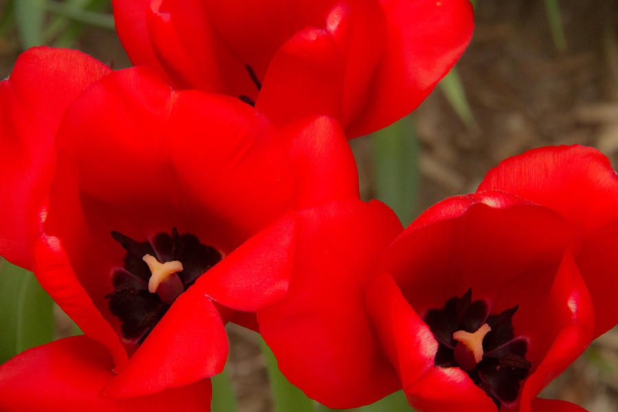 Tulip Photograph - Tulips by Amelia Kraemer