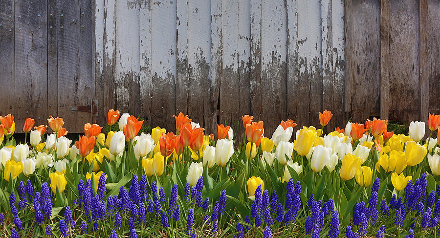 Tulips and barn Photograph by Jack Nevitt