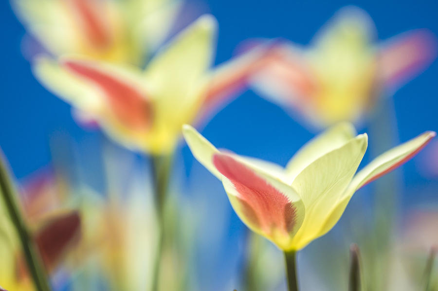 Tulips and blue sky Photograph by Arkady Kunysz