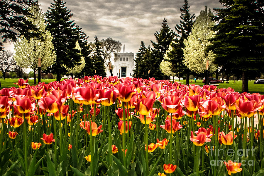 Flowers Still Life Photograph - Tulips and Building by Grace Grogan