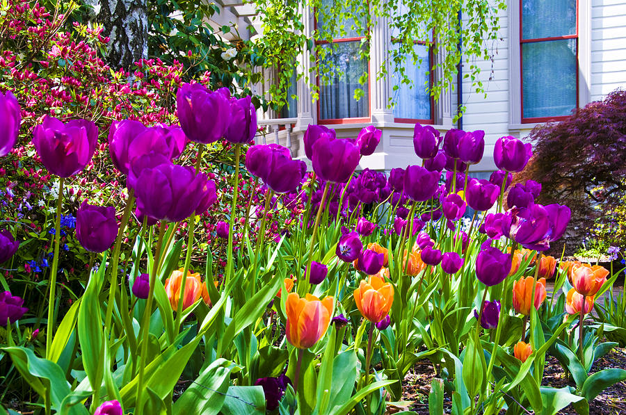 Tulips and Bush House Photograph by Larry Goss