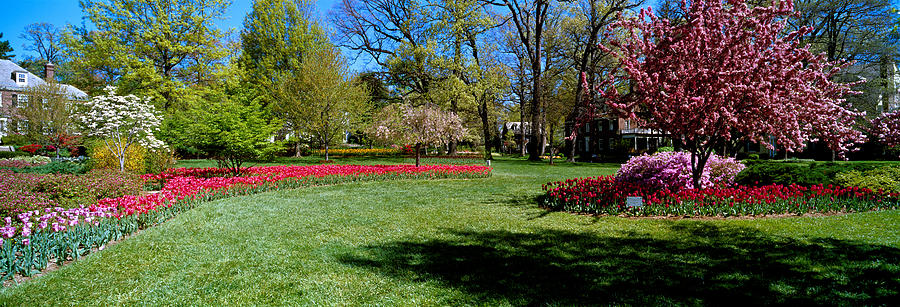 Tulips And Cherry Trees In A Garden Photograph by Panoramic Images ...