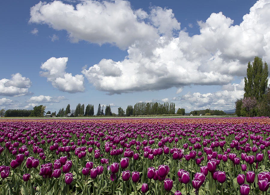 Tulips and clouds Photograph by Elvira Butler