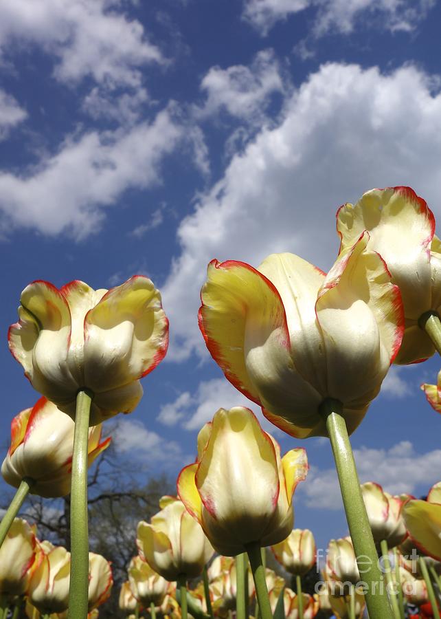 Tulips and Clouds Photograph by Jacqueline Athmann