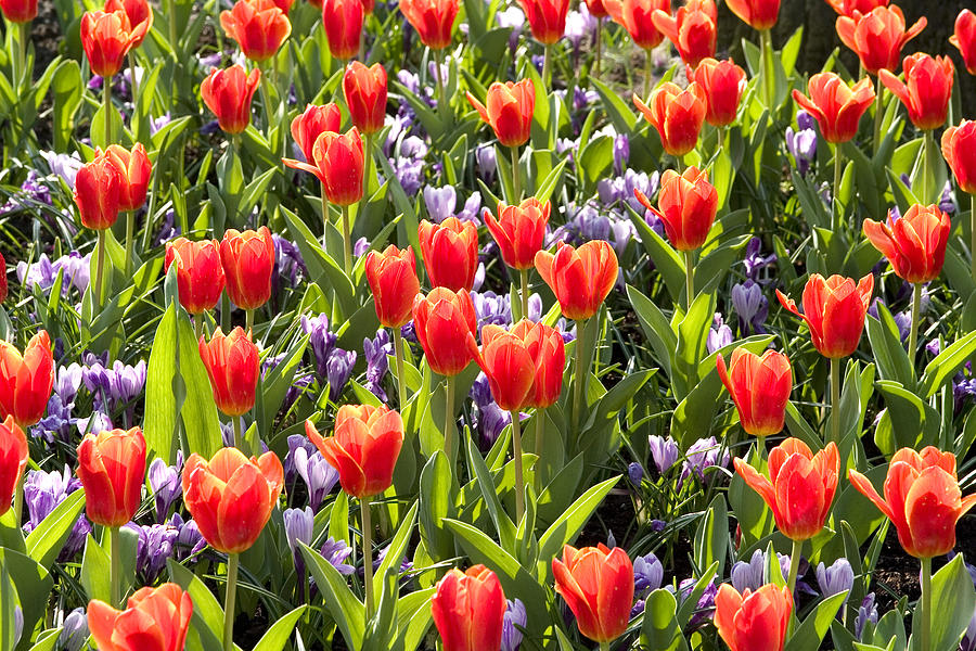 Tulips And Crocuses In Holland Photograph by Peter Lloyd