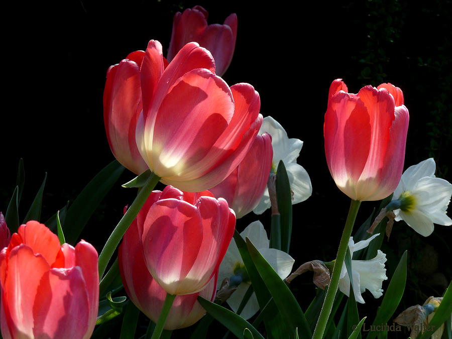 Tulips and Daffodils Photograph by Lucinda Walter