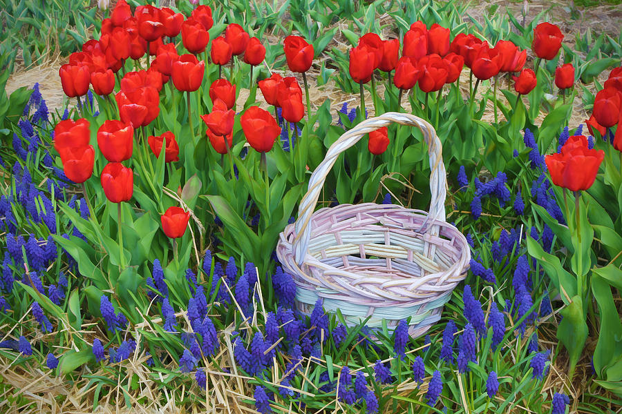 Tulips and easter basket Photograph by Jack Nevitt