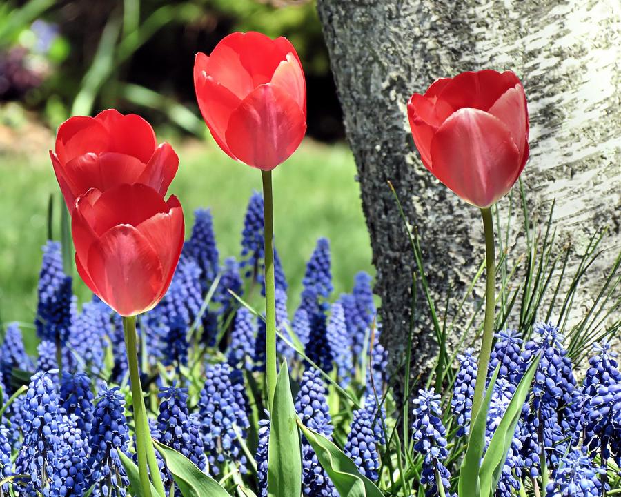 Tulips and Grape Hyacinths Photograph by Janice Drew