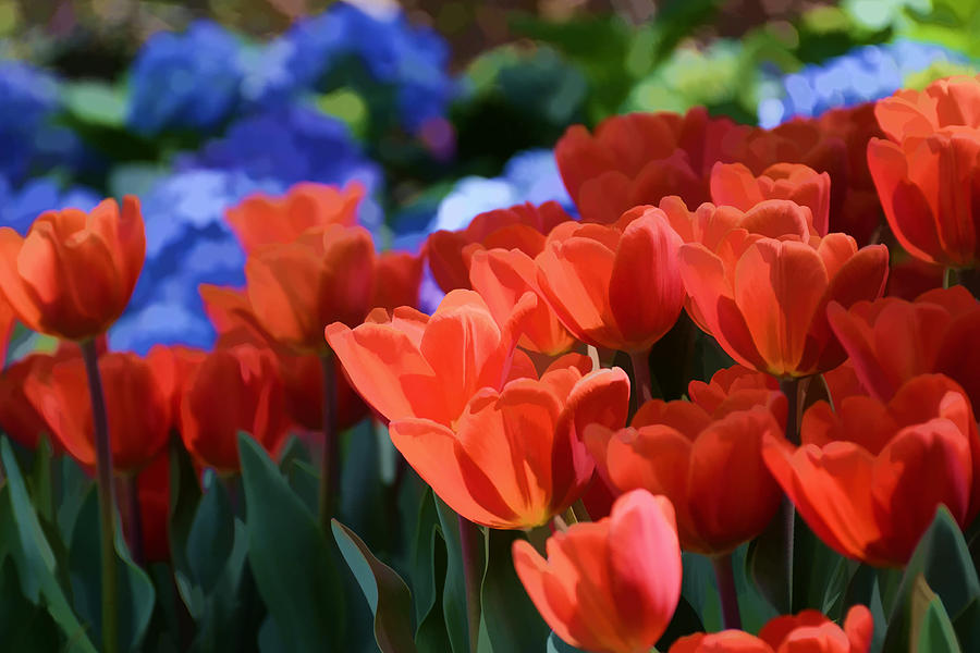 Tulips and Hydrangeas Photograph by Jeanne May