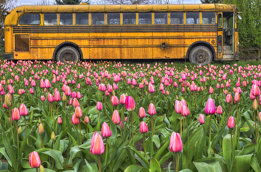Tulips and Old Bus Photograph by Mark Kiver