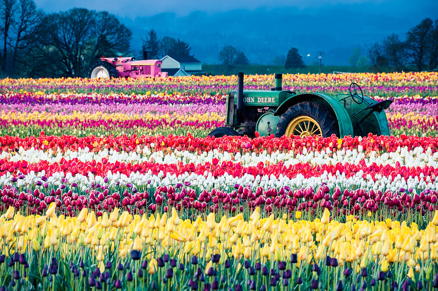 Tulips And Tractors Photograph by Brian Bonham