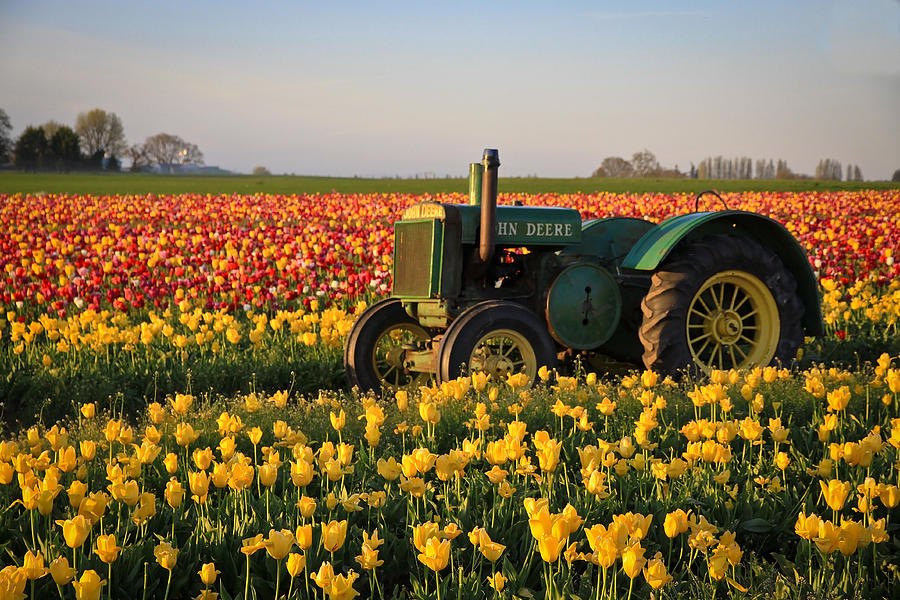Flower Photograph - Tulips and Tractors by Steve McKinzie