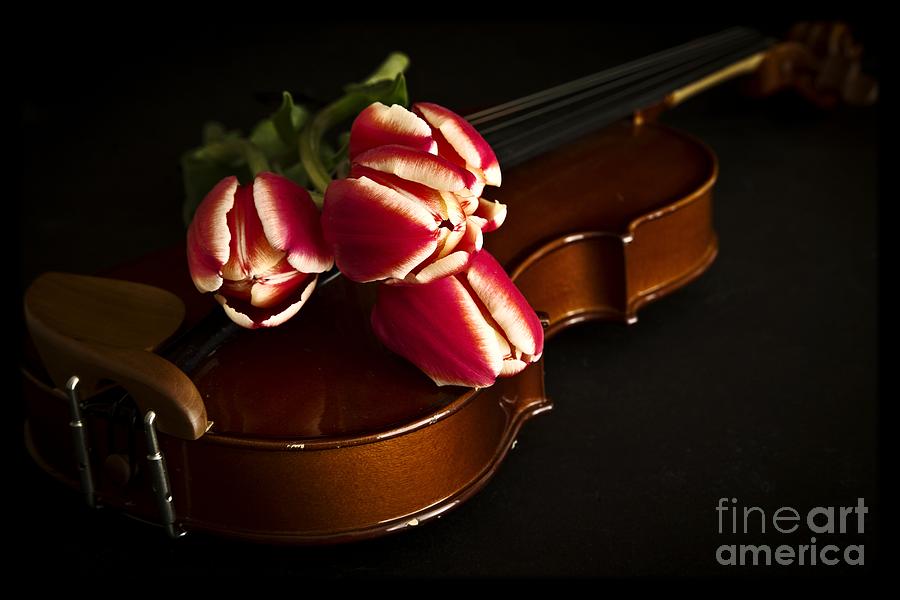 Tulips And Violin Photograph