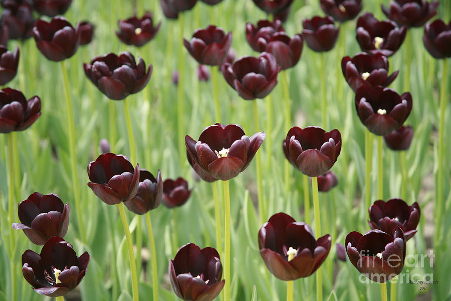 Tulips Photograph by Kathryn Cornett