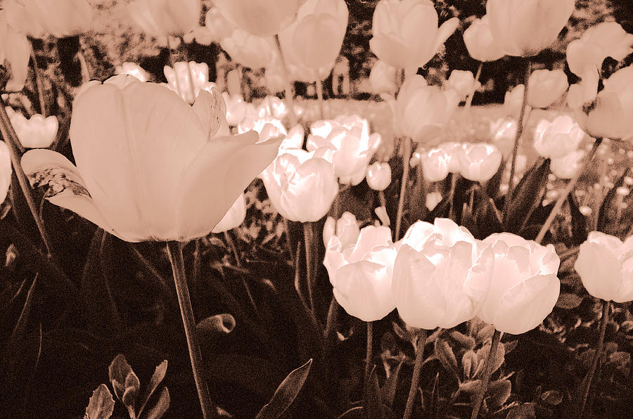 Tulips Photograph by Arkady Kunysz