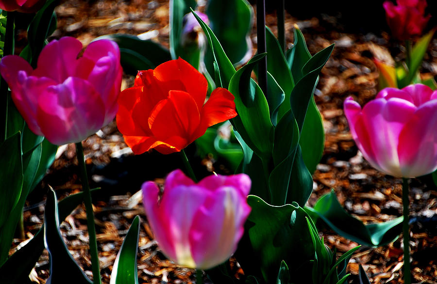 Tulips. Arlington Cemetery Photograph by Bill Jonscher