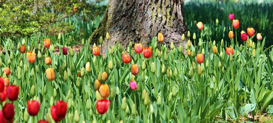 Tulips Around The Tree Photograph by Cynthia Guinn