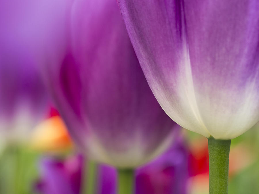 Tulips at Attention Photograph by Eggers Photography