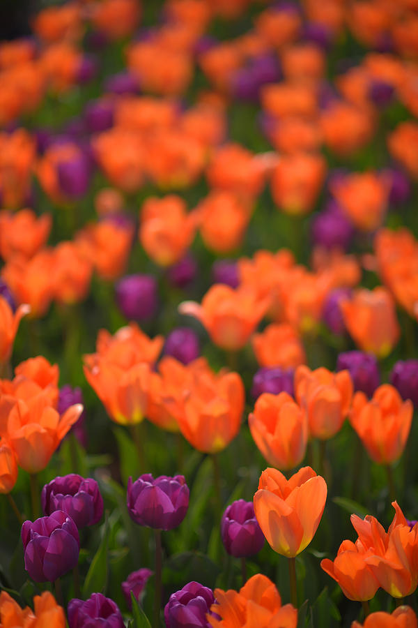 Tulips at Clevelands Botanical Gardens Photograph by Clint Buhler