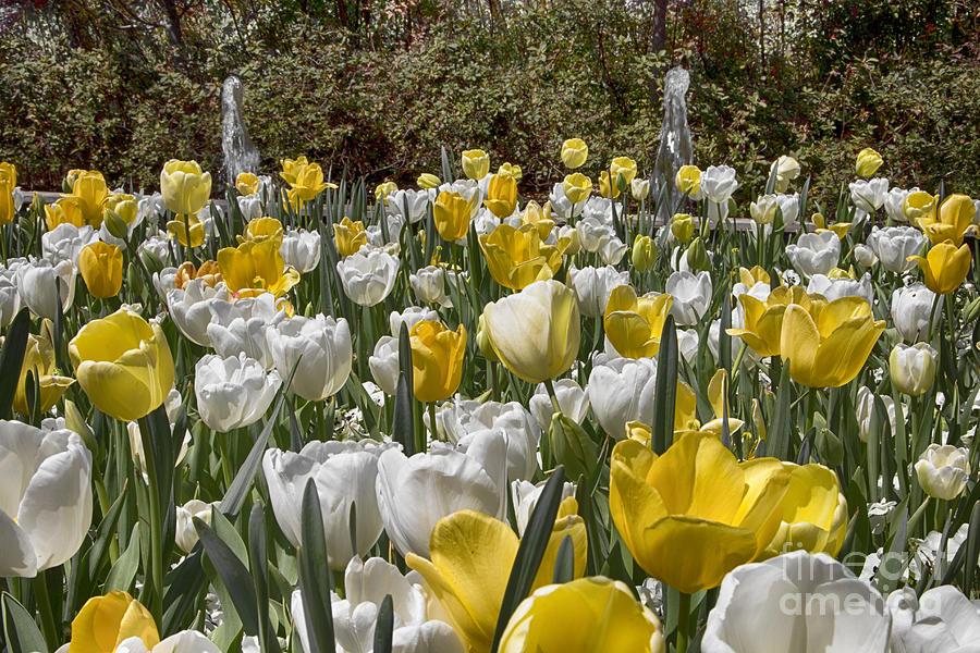 Tulips at Dallas Arboretum  Photograph by Douglas Barnard