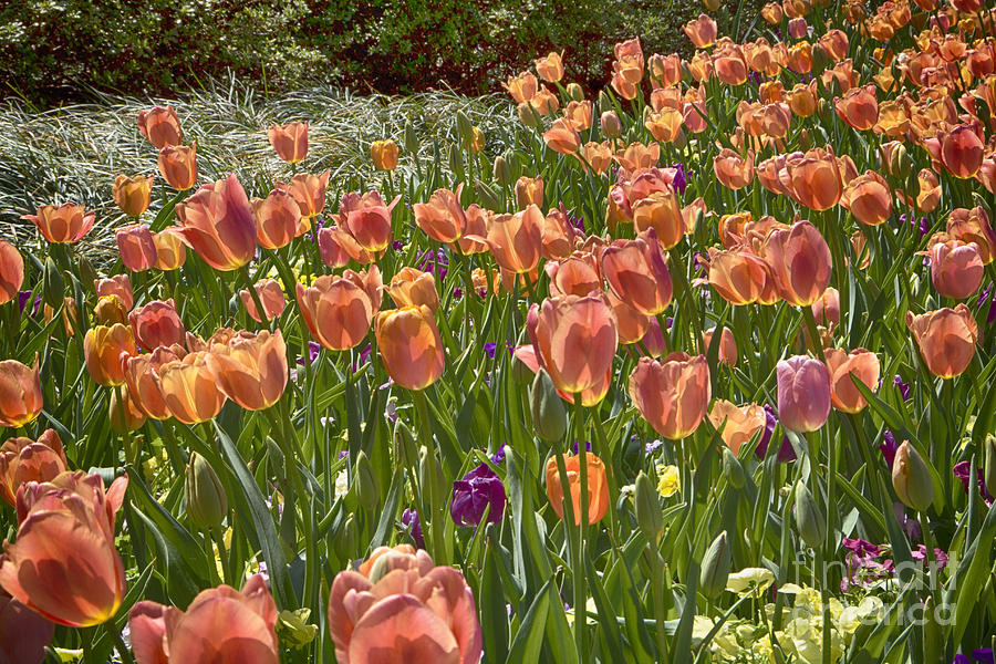Tulips at Dallas Arboretum V15 Photograph by Douglas Barnard