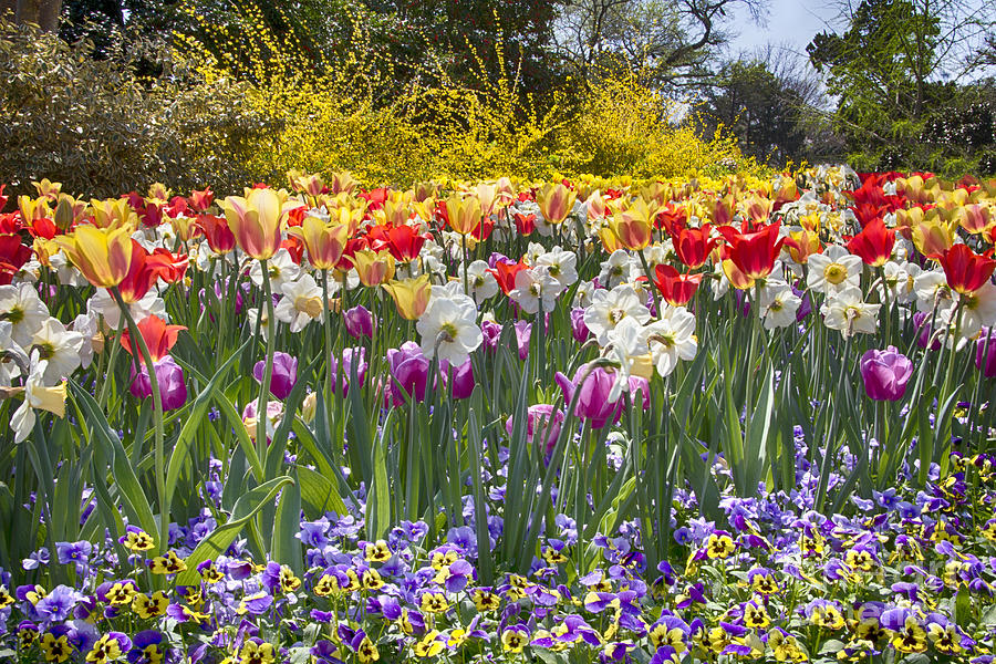 Tulips at Dallas Arboretum V17 Photograph by Douglas Barnard - Fine Art ...