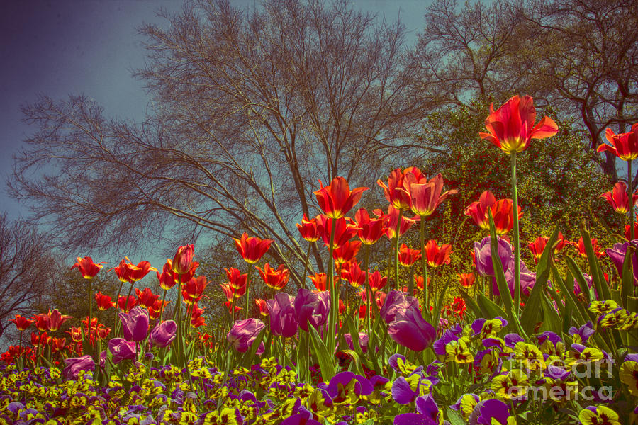 Tulips at Dallas Arboretum V21 Photograph by Douglas Barnard