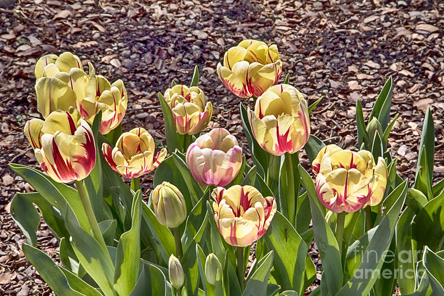 Tulips at Dallas Arboretum V22 Photograph by Douglas Barnard