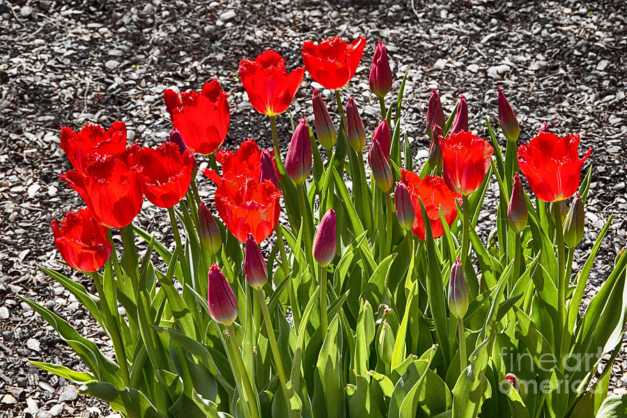 Tulips at Dallas Arboretum V24 Photograph by Douglas Barnard