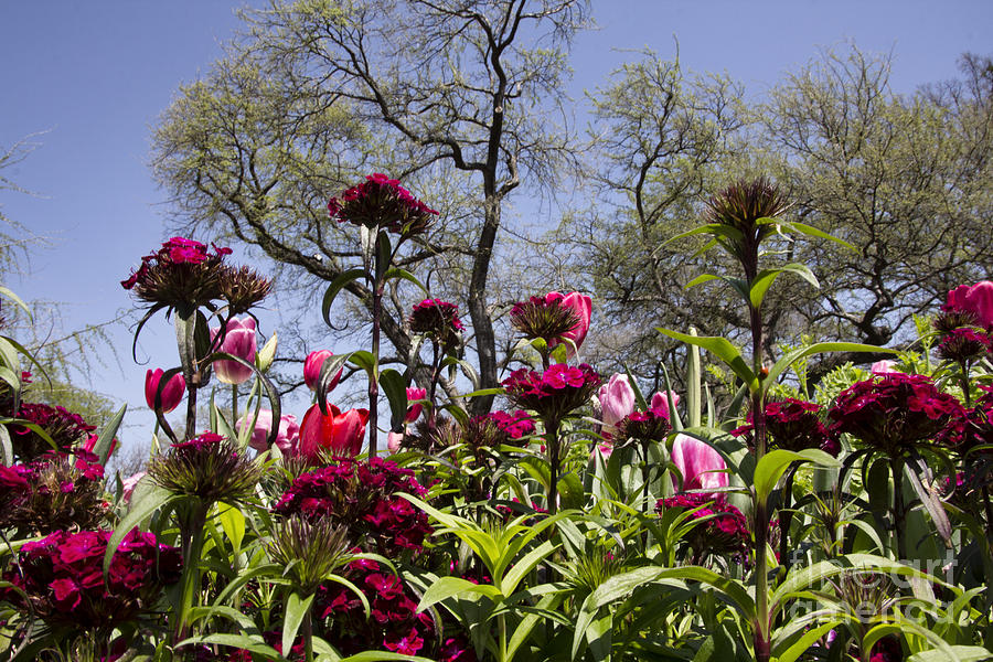 Tulips at Dallas Arboretum V35 Photograph by Douglas Barnard