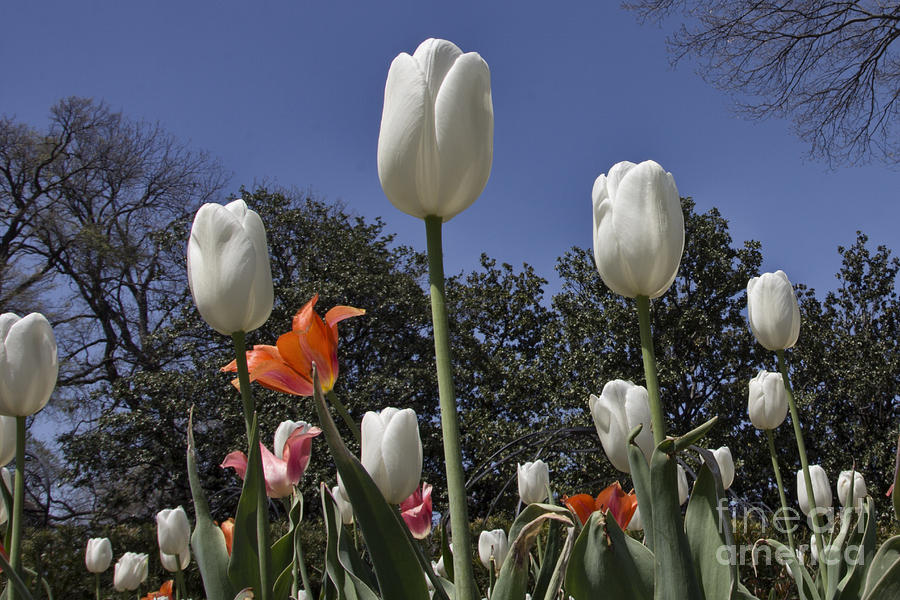 Tulips at Dallas Arboretum V36 Photograph by Douglas Barnard