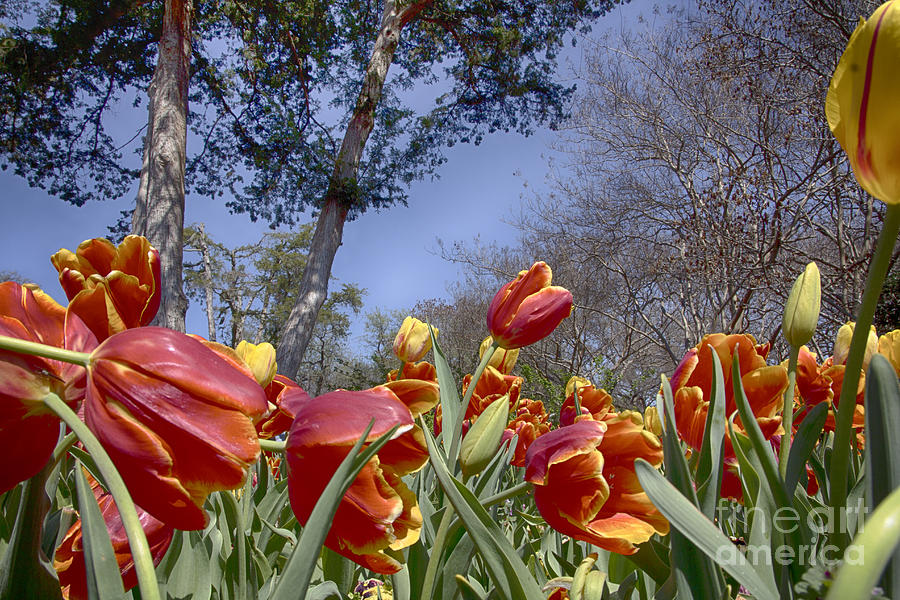 Tulips at Dallas Arboretum V37 Photograph by Douglas Barnard