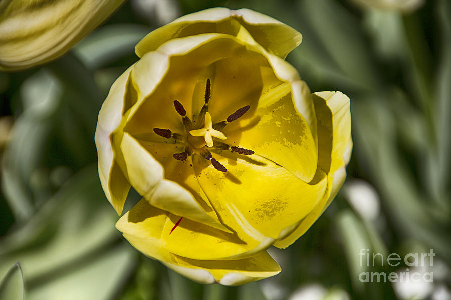 Tulips at Dallas Arboretum V4 Photograph by Douglas Barnard
