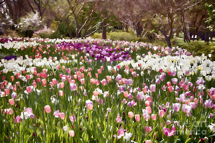 Tulips at Dallas Arboretum V51 Photograph by Douglas Barnard - Fine Art ...