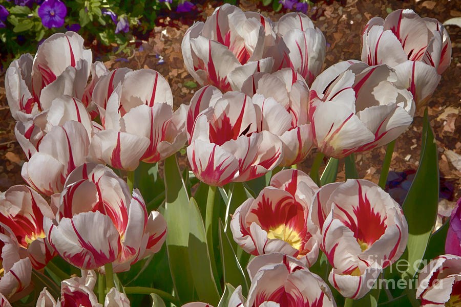 Tulips at Dallas Arboretum V53 Photograph by Douglas Barnard